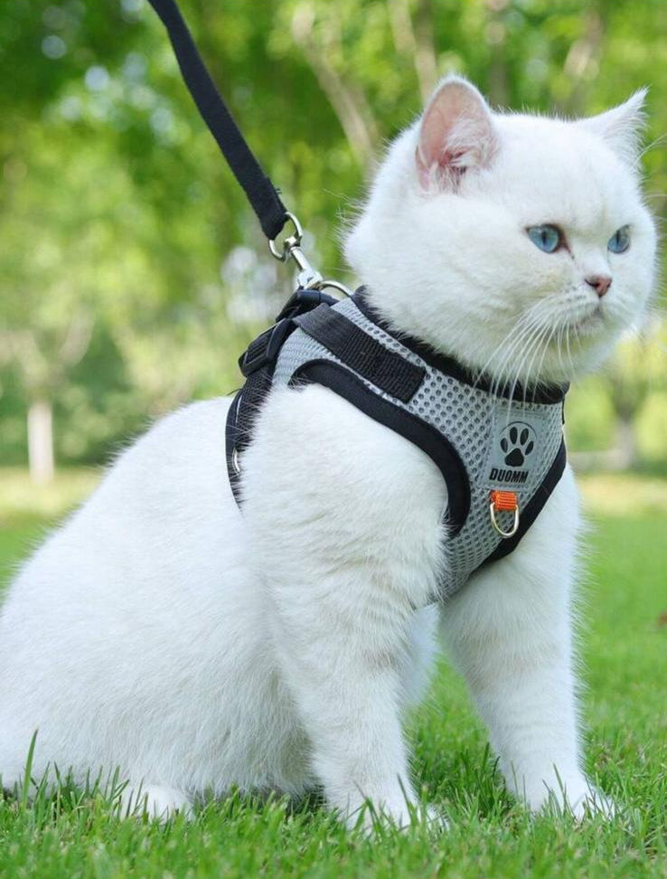 SoftPurr Harness - Pettorina in Mesh Traspirante per Gatti